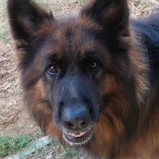 ※みんな幸せになりました※シェパ３兄弟☆