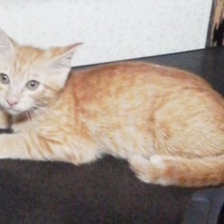 一人ぼっちの茶トラちゃん