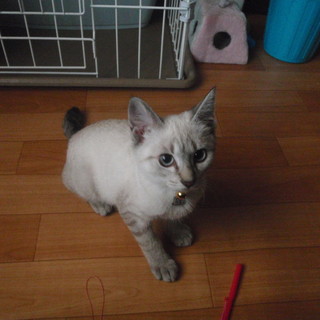 シャム柄子猫　沙空（サラ）ちゃん！！