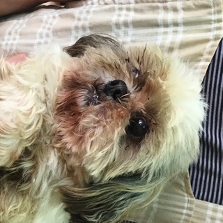 シーズーの男の子