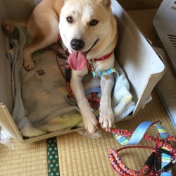 もぐたん→ももたん　「ぺっとのおうち」　里親様決定