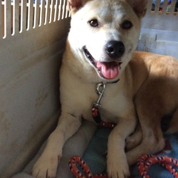 「もぐたん→ももたん　「ぺっとのおうち」　里親様決定」サムネイル2