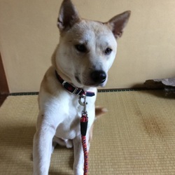 「もぐたん→ももたん　「ぺっとのおうち」　里親様決定」サムネイル3