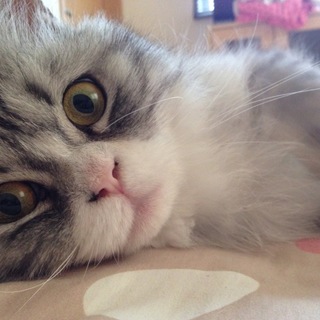 【スコテッシュ＆メインクーン】里親募集中