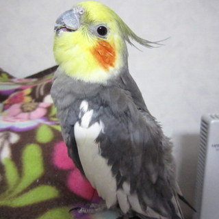 【オカメインコ】プゥちゃん