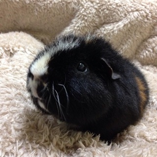 テディモルモット（♂）のガッツ君