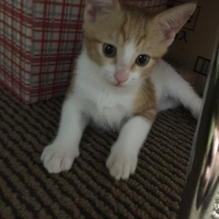生後2ヶ月4日生まれ子猫