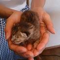 里親募集！生まれたての仔猫です