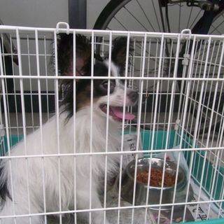 神戸のパピヨン　１歳です！！