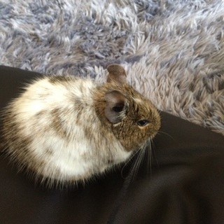 デグーパイド オス 募集停止