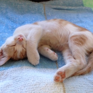 茶白やんちゃ坊主の里親さんを募集します！