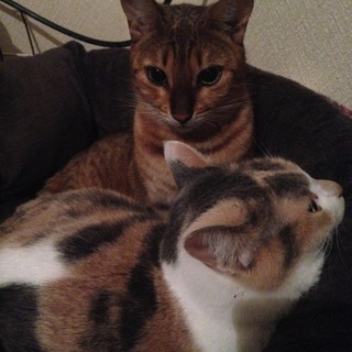 かわいいベンガル猫さんです！