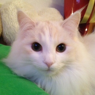 一旦、募集終了中