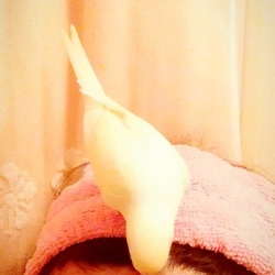 「19日目、ヘアバンドでもとまれました」サムネイル1