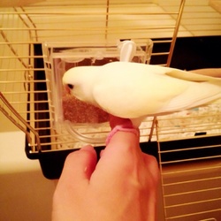 「19日目、ヘアバンドでもとまれました」サムネイル2