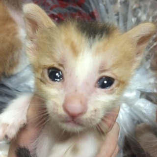 三毛猫☆産まれたてのハート柄赤ちゃん！