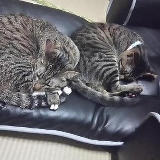 キジトラ2匹（1匹でも可）里親さん募集です！
