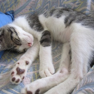 お留守番できます　きじ白くり坊くん　動画有り