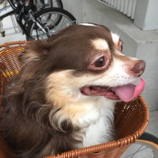 チワワ(チョコタン&ホワイト)