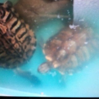 ミドリガメ2匹の里親募集です