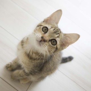 里親さんが決まりました。ありがとうございました！