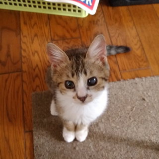 よろしくお願いします