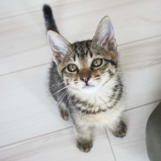 里親さんが決まりました。ありがとうございました！