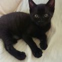 黒の仔猫・もぐたん