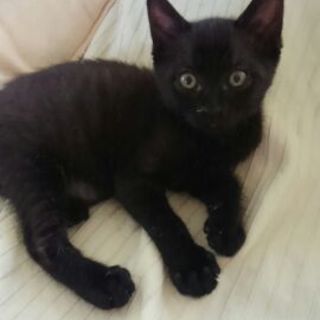 黒の仔猫・もぐたん