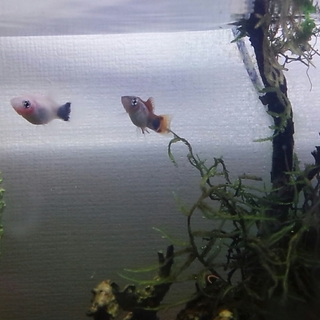 ミッキーマウスプラティカップル里親さん決定しました