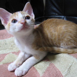 可愛がってくれる方募集