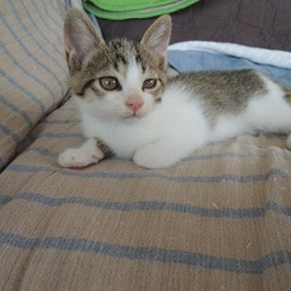 甘えん坊将軍　トリノ君！