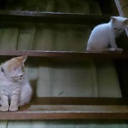 広がる行動範囲