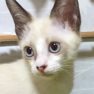 ブルーアイ個性派シャムミックス