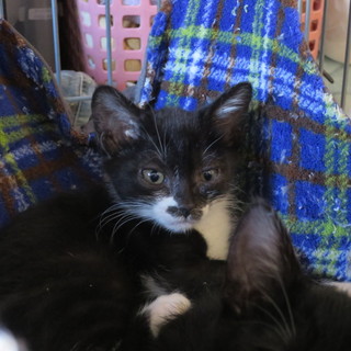 小さ目、黒白ちゃん