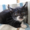 小さ目、黒白ちゃん サムネイル3
