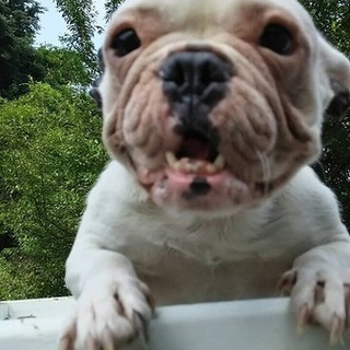 【決定】人懐こい可愛いフレブル・パイド♀☆