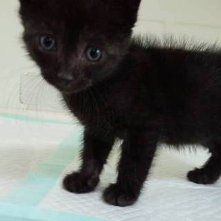 かわいい黒猫ちゃんの里親募集中！