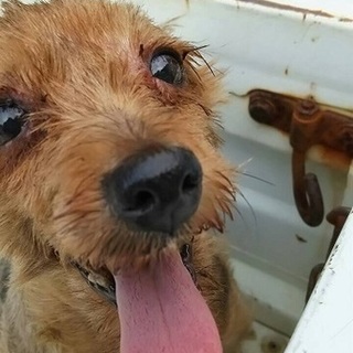 【他取扱】可愛いヨーキーの女の子☆