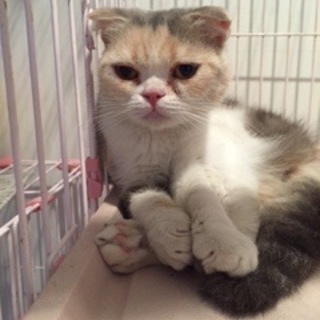 スコティッシュホールドの里親を募集します！