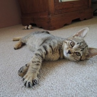 おすまし美人　ミラノちゃん♪