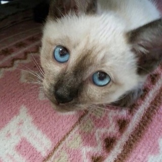 可愛がってくれる里親さん募集です