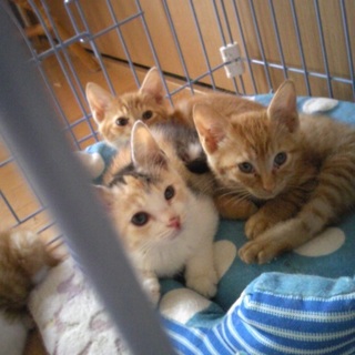 【ありがとうございました】生後2ヶ月のオスメス