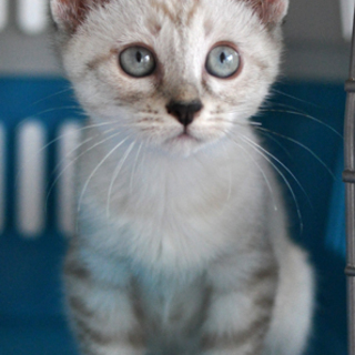 シャムミックス★しらたまちゃん