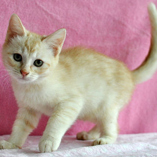 薄茶トラ★みたらし君