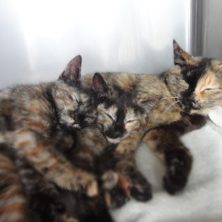 さびちゃん親子４匹の里親様募集中！