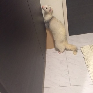 パスバレーフェレット☆ブレイズの女の子