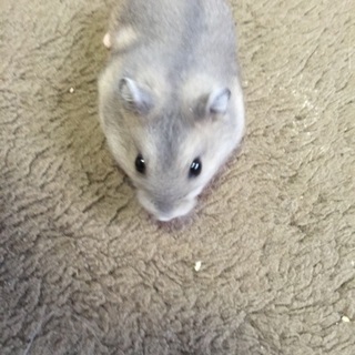 ジャンガリアンハムスター