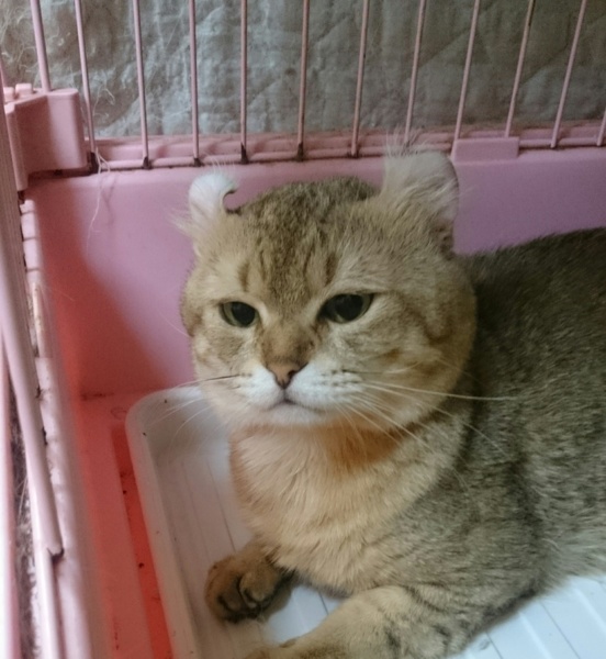 アメリカンカール短毛 カ 東京都 猫の里親募集 ペットのおうち 月間利用者150万人