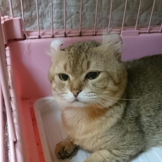 アメリカンカール短毛★カール君★男の子６歳